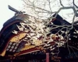 ますますますざき日記